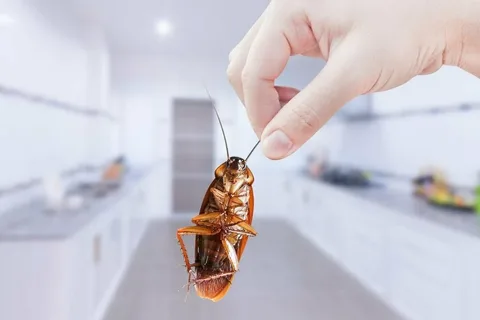 Dezinsecție Gândaci Chișinău
